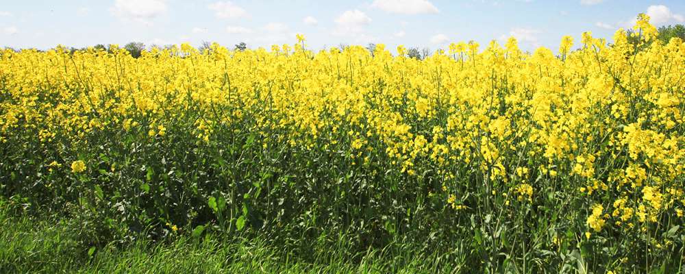 GreenCoat® - Oberflächenbehandlung und Umwelt